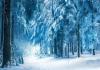 Составьте рассказ на тему лес зимой