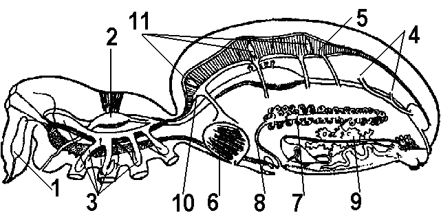 Строение паука крестовика. Внутреннее строение паука крестовика. Схема внутреннего строения паука крестовика. Анатомия паука крестовика. Внутреннее строение паука крестовика рисунок.